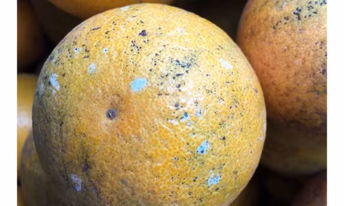 Những quả cam còn dấu vết của dung dịch Boóc-đô vẫn an toàn cho người sử dụng.