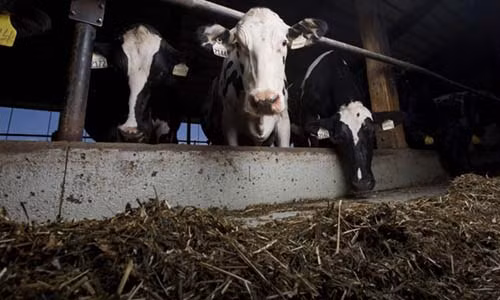 Dai gia Qatar dung may bay cho 4.000 con bo ve nuoc