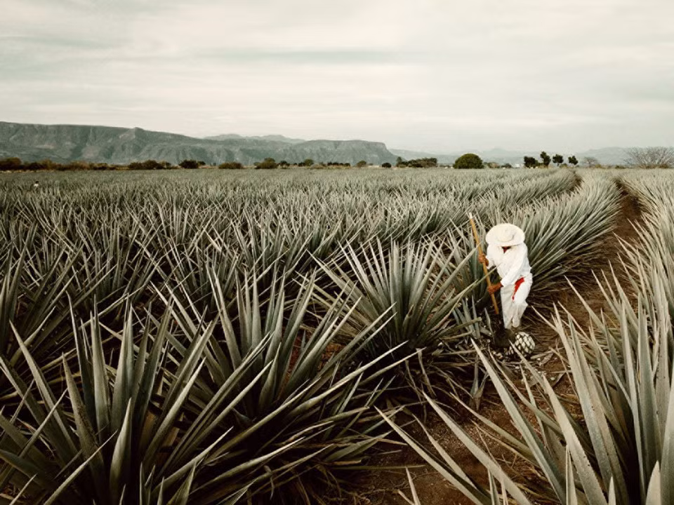 Tham quan và thưởng thức Tequila tại Four Seasons Resort Punta Mita, Punta Mita, Mexico: Four Seasons Resort Punta Mita cung cấp một tour du lịch đặc biệt dành cho những người yêu thích rượu Tequila nổi tiếng của Mexico. Gói dịch vụ này có giá 23.000 USD dành cho 2 người, bao gồm một chuyến đi trực thăng riêng tới tham quan nhà máy rượu gia đình Jose Cuervo Tequila, Mexico, và sau đó, bạn sẽ được thưởng thức những ly rượu Tequila nổi tiếng trong không gian lãng mạn cùng âm nhạc truyền thống của địa phương. Ảnh: Four Seasons.