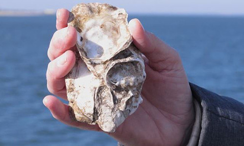 Hàu được nuôi ven bờ gần Trạm Vũ khí Hải quân Earle. Ảnh: AP