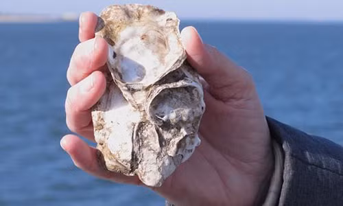 Hàu được nuôi ven bờ gần Trạm Vũ khí Hải quân Earle. Ảnh: AP
