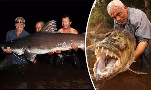 Bat duoc ca chinh khong lo nhu quai vat thoi tien su