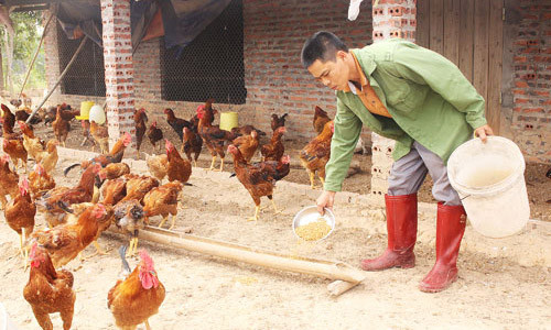 Nhờ ăn tỏi thường xuyên, đàn gà của anh Văn phòng ngừa được dịch bệnh trong mùa đông 2016. Ảnh: Thu Hà