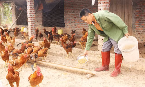 Nhờ ăn tỏi thường xuyên, đàn gà của anh Văn phòng ngừa được dịch bệnh trong mùa đông 2016. Ảnh: Thu Hà