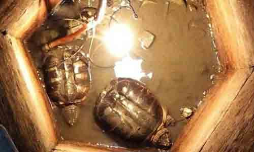 Cặp rùa sống trong giếng cổ đạ bị lấp từ 30 năm trước.