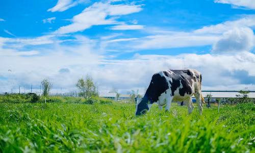 VINAMILK tien phong nang cao chat luong nganh sua voi trang trai organic-Hinh-3