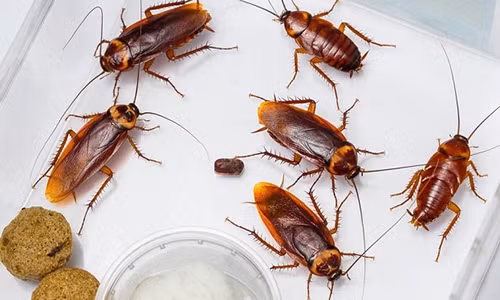 Khong co bong dang con gian nao neu ban dat vat nay trong nha