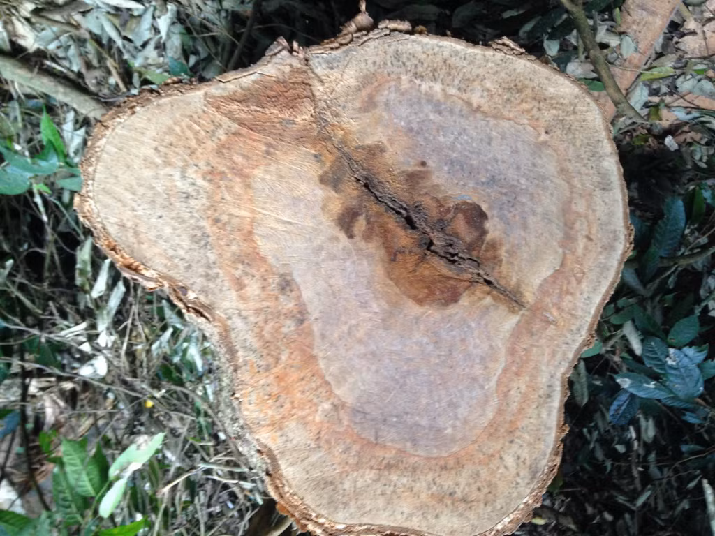 Vung loi Vuon quoc gia Cuc Phuong van bi "lam tac xe thit"-Hinh-3