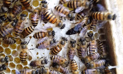 1 phu nu ngat xiu vi bi ong rung dot