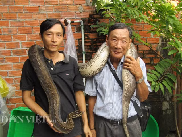 Khách du lịch, khách thăm quan khi đến trang trại nuôi trăn và cá sấu Hồng Quang có thể được anh Thái Vinh Quang (trái) "bày binh bố trận" để chụp hình cùng với những con trăn rất to. Việc này chỉ dành cho những người vững tin, mạnh dạn.