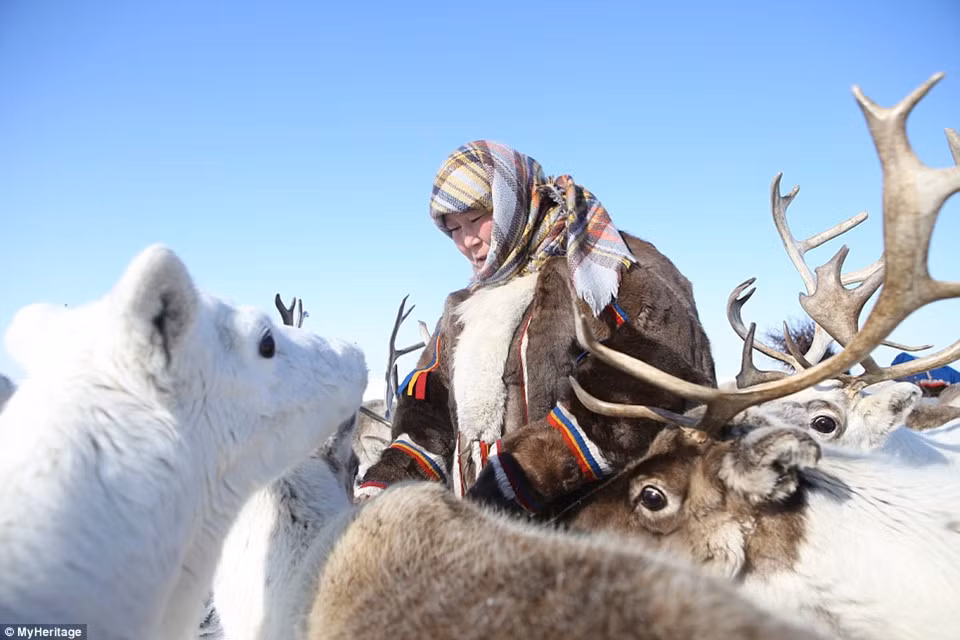 Người Nenets đã sống tại khu vực được mệnh danh là “tận cùng của thế giới” từ hàng nghìn năm qua, nơi quanh năm bao phủ bởi tuyết trắng với mức nhiệt có thể xuống tới -50 độ C.