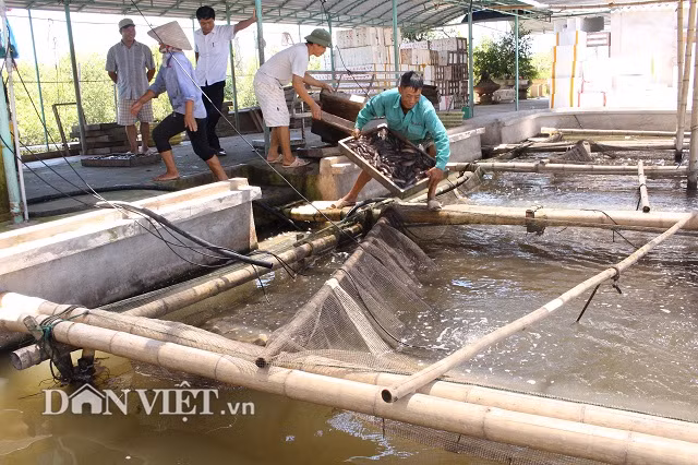 “Bat” ca bong bop de theo y muon, kiem 5 ty dong/nam-Hinh-2