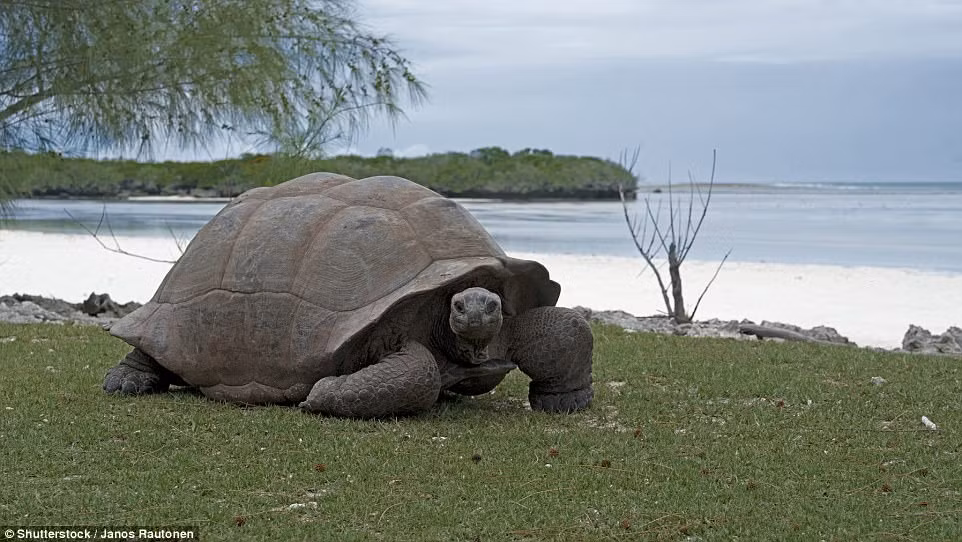 Đảo Aldabra, Seychelles Đảo san hô san hô này được coi là một trong những hòn đảo xa nhất ở Ấn Độ Dương và hầu như không bị ảnh hưởng bởi con người. Khách du lịch được phép thăm quan hòn đảo dài 21 dặm, bao gồm những vùng núi đá vôi, những đụn cát và bãi biển dựa trên phần còn lại của một rạn san hô này, nhưng không được nghỉ qua đêm. Trên đảo này có loài Rùa Aldabra rất lớn và đi lang thang quanh đảo san hô một cách tự do, tìm kiếm thực phẩm và làm duyên với du khách.