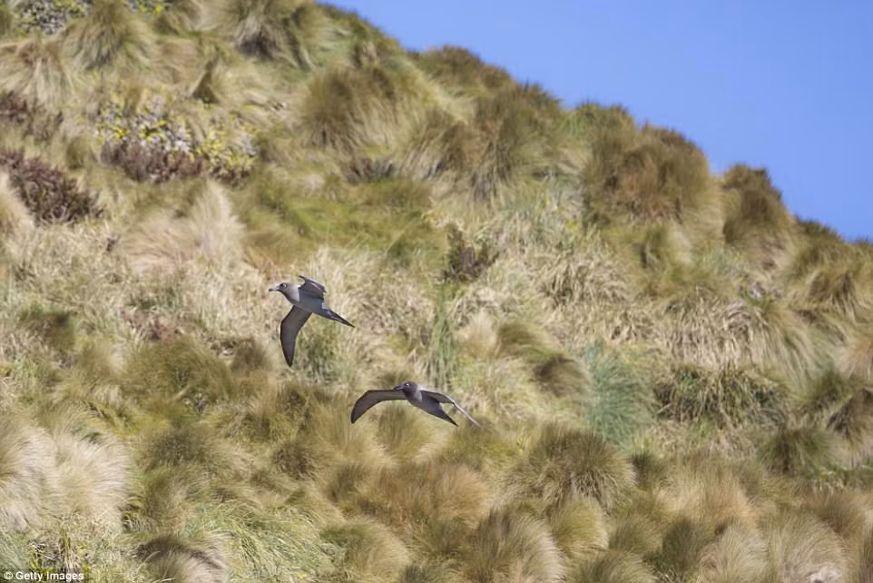 Quần đảo Antipodes, New Zealand Khoảng 460 dặm về phía tây nam của New Zealand, thuộc Nam Cực, là quần đảo Antipodes, nơi môi trường sống rất khắc nghiệt, khách du lịch cũng rất khó khăn để có thể đến thăm thú nơi đây. Các nhà khai thác du lịch phải tìm giấy phép nhập cảnh cho du khách thăm quan trên tàu của họ. Trên quần đảo này có vô số loài chim cũng nhiều sinh vật bản địa thú vị khác.