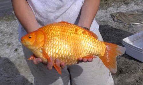 Kho so vi ca vang sinh soi vo do, diet du kieu khong chet