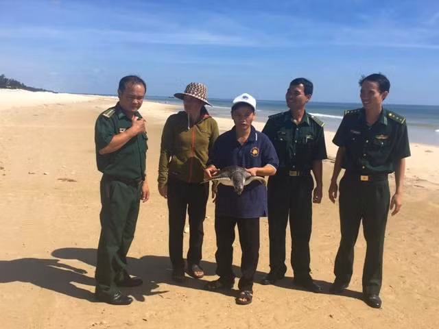 Quang Tri: Giai cuu mot con vich nang 15kg sap len ban nhau-Hinh-3