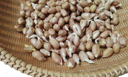 Mỗi lần ủ đậu phộng mầm, mạ đều dặn có thể ăn khi đậu mới nhú mầm, nhưng không nên để mầm quá dài.