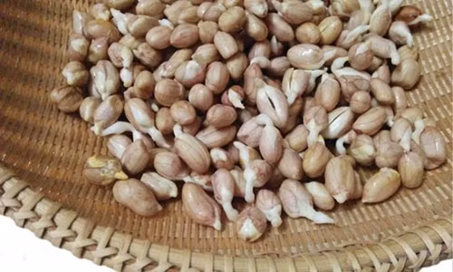 Mỗi lần ủ đậu phộng mầm, mạ đều dặn có thể ăn khi đậu mới nhú mầm, nhưng không nên để mầm quá dài.