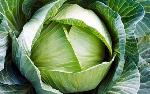 Bắp cải có chứa nhiều hợp chất sulfur làm loãng đờm. Do vậy, bắp cải có thể giúp đường thở trở nên thông thoáng. Nếu như đờm quá đặc, bắp cải sẽ giúp làm lỏng đờm và dễ khạc ra hơn. Ảnh: Internet