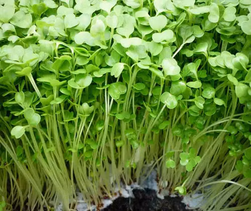 Rau cải soong 100g, rau húng chanh 50g nấu canh giúp làm sạch đường hô hấp trên, chữa viêm khí quản, bệnh phổi nhiều đờm nhầy hôi. Ảnh: Internet