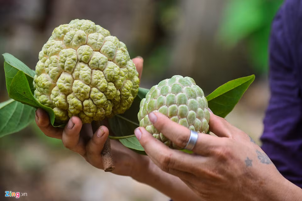 Từ đầu mùa, ông Hoàng Văn Lạng đã thu hoạch được hơn chục quả na nặng 800gram đến 1kg. Loại na này có giá từ 100.000-120.000 đồng/kg.