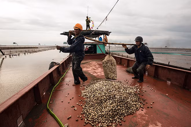 Mỗi một cân ngao sẽ được bán với giá buôn 9 ngàn đồng. Ngao sau khi thu hoạch sẽ được vận chuyển ra thuyền lớn để chuyển đi tiêu thụ.