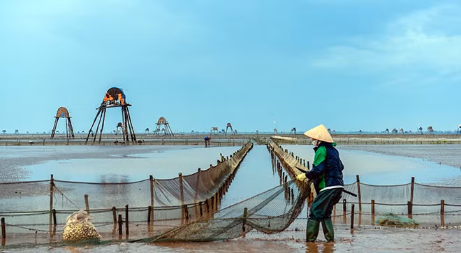 Người cào ngao ở Đồng Châu (huyện Tiền Hải, Thái Bình) thường chọn thời điểm khi thủy triều xuống để bắt đầu công việc, thường từ sáng sớm hoặc xẩm chiều. Lúc này nắng không gay gắt và mát mẻ.