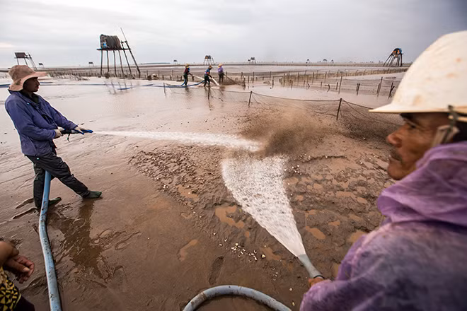 Ngày nay, thay vì cào ngao bằng phương pháp truyền thống, nhiều người đã chuyển sang khai thác ngao bằng cách phun nước trực tiếp lên bãi ngao. Những con ngao trắng ngần dần hiện lên dưới lớp cát, lúc này những người khai thác sẽ dùng lưới để quây rồi thu hoạch.