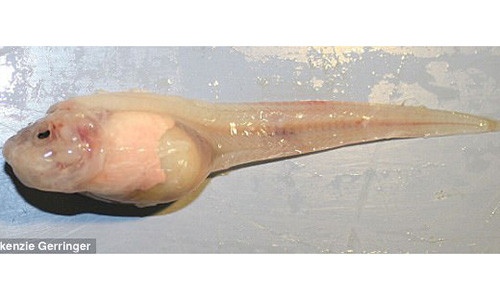 Loài cá ốc Mariana có thể sống ở độ sâu 8.134 m dưới mặt biển.