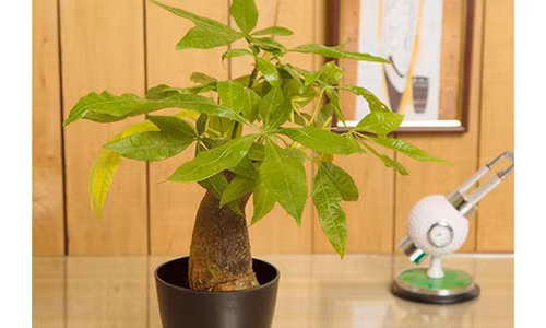 Trong cay phong thuy de ban lam viec giup tai loc vao "am am"