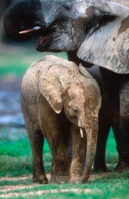 Cộng hòa Trung Phi Đất nước Trung Phi có vườn quốc gia Manovo – Gounda St Floris nơi có rất nhiều các động vật hoang dã như tê giác, báo hoa, voi, trâu …và nhiều địa danh thám hiểm mà các du khách ưa mạo hiểm yêu thích. Nhưng nơi đây cũng là một trong những đất nước luôn được cảnh giới là nguy hiểm nhất hành tinh. Theo báo cáo của LHQ, tình trạng bạo lực, giết người, cướp bóc và vi phạm nhân quyền xảy ra liên tiếp trên toàn quốc. Kể từ tháng 1/ 2015 đã có những vụ bắt cóc các chính khách của chính phủ, các nhân viên cứu trợ nhân đạo và nhân viên LHQ. Trong năm qua cũng có các đợt bùng nổ bạo lực giữa các dân tộc, đặc biệt là ở Bangui và Bambari.