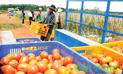 Tuyet chieu trong hieu qua cua chu vuon ca chua tien ty