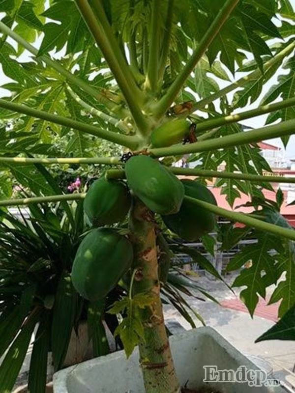 Phat them vuon rau tren san thuong cua "soai ca" Hai Duong-Hinh-4