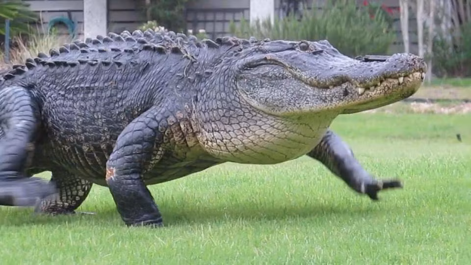 Ca sau khong lo huyen thoai nghenh ngang quanh san golf-Hinh-2