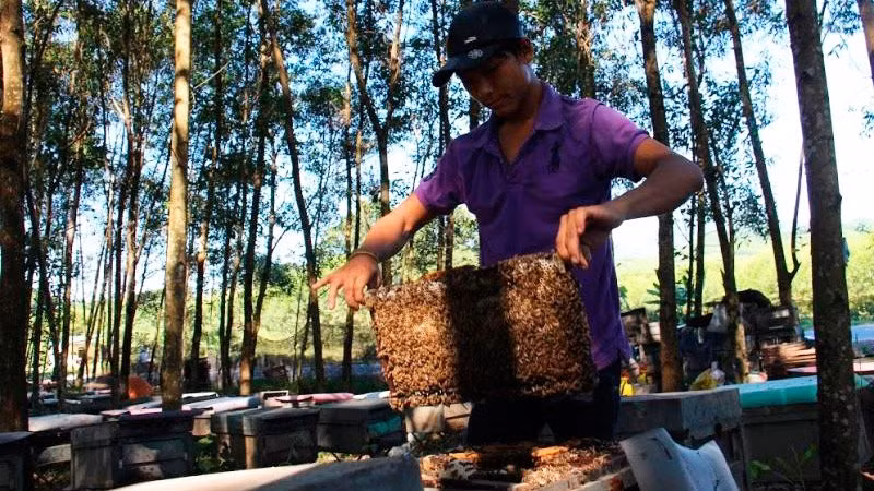 Chuyen la phi chong phi cua nguoi nuoi ong o Ha Tinh