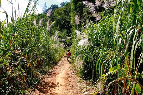 Lac buoc den 2 "Tuyet Tinh Coc" dep nhu coi mo o Da Lat-Hinh-8