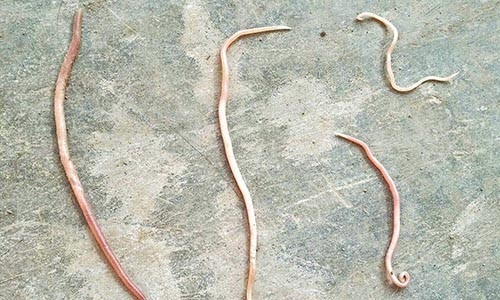 Những con giun sán lớn bò ra từ miệng các em nhỏ.
