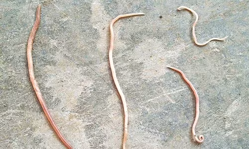 Những con giun sán lớn bò ra từ miệng các em nhỏ. Những con giun sán lớn bò ra từ miệng các em nhỏ.