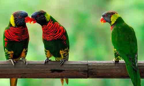 Minh họa từ internet