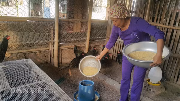 Bà Lành đổ thức ăn cho đàn chim trĩ xanh ăn tại trang trại của gia đình.