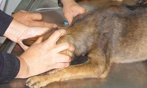 Dau long nguoi phu nu tu vong vi bi cho can