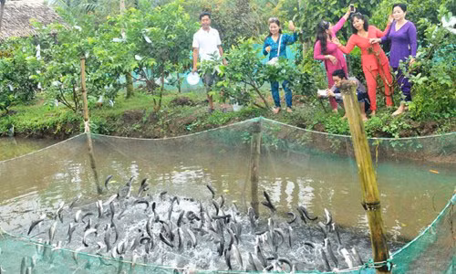 Ve Can Tho xem dan ca loc biet “nhay mua”