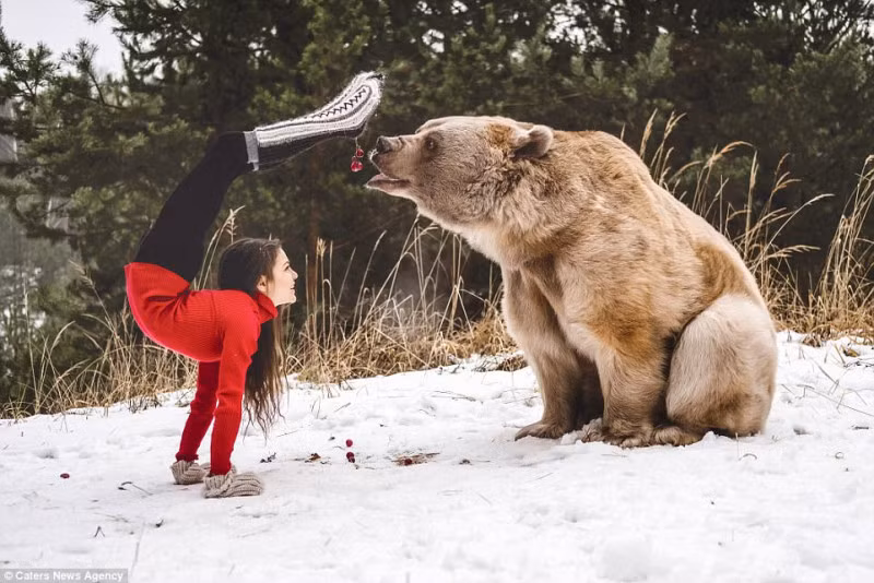 Trước chú gấu nâu to lớn Stephan, Stefanie dường như hoàn toàn thoải mái. Thay vì một hũ mật ong, cô dùng những quả mọng để đổi lấy sự hợp tác của Stephan.