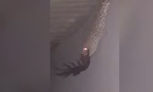 Hoang hon canh than lan nuot ret khong lo