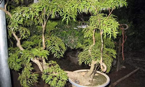 Khi bi nhung benh nay dung toi bac si hay dung dinh lang la khoi