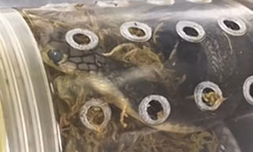 5 ho mang chua tron trong kien hang o san bay My