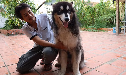 Dep doc la, cho Alaska co gia “dong danh”, ca chuc trieu dong/con