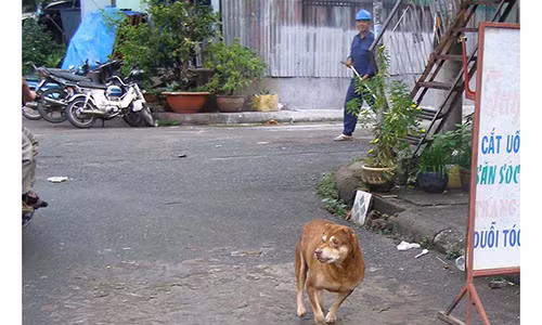 Dan TP.HCM mat hon 26 ti/nam do cho can