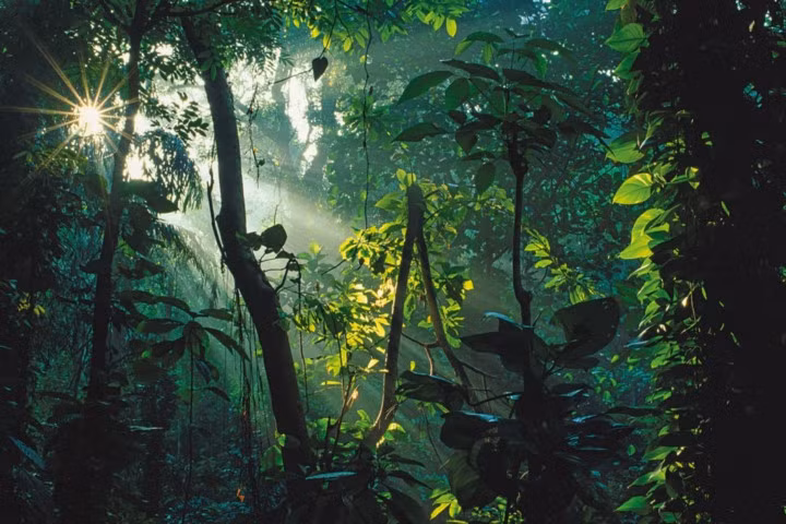 Nắng sớm xuyên qua tán lá của một khu rừng rậm ở Ấn Độ.