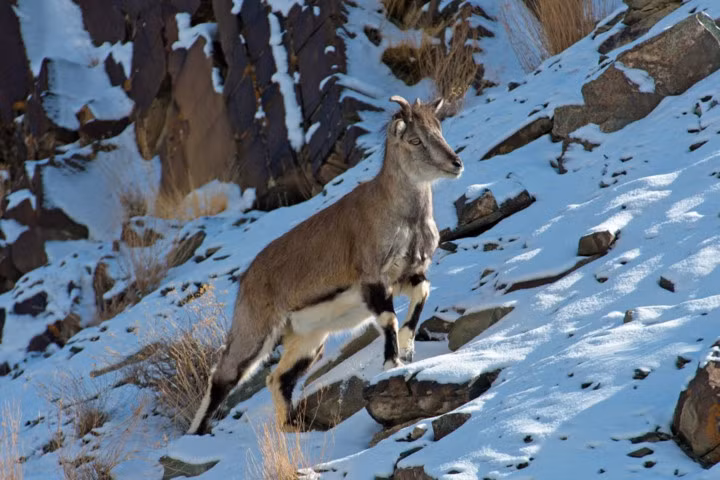 Loài cừu xanh Himalaya là một trong số rất ít những loài động vật có thể thích nghi được với điều kiện thời tiết khắc nghiệt ở dãy Himalaya.